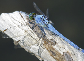 Eastern Pondhawk